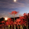 月夜の彼岸花