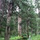羽黒山　爺杉