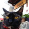 看板ねこです