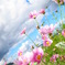 秋桜と海賊王
