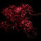 Red spider lily