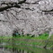 sakura-mankai