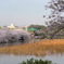 桜と弁天堂