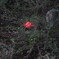 ひとつだけ花