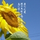 夏の終わりに