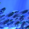 魚群