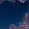 Sakura and Star