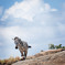 a zebra on the rock