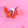 シャボン玉ハウス