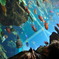 under the sea