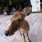 眼差し