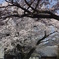 Kunitachi Univ. blvd.