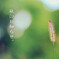 ネコジャラシ