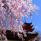 宮島の桜
