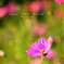 autum's cherry blossom