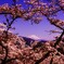 桜・JAPANⅡ。