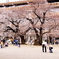 校庭の桜