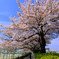 桜並木