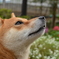 我思う（柴犬ハク　自宅にて）