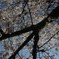 桜Map