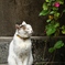 カメラと散歩　神楽坂①　花街の猫