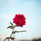 Rose03
