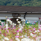 秋桜の駅