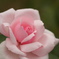 薔薇