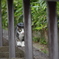 赤羽　香取神社の参道