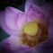 蓮花