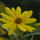 黄色い花w