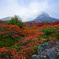紅に染まり心踊る