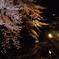 高崎夜桜
