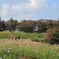 コスモスの川