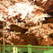 高崎夜桜