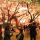 高崎花見会場