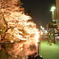 高崎夜桜
