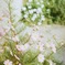 秋桜