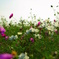 撮りおさめ　秋桜