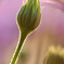 夕時の蕾