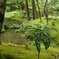 苔寺にて