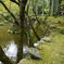 苔寺にて