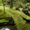 苔寺にて