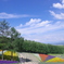 四季彩