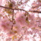 横輪桜