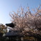 久米田寺の桜