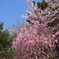 090408_IGP3361_100