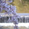 桂川と桜