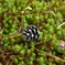 苔と松ぼっくり
