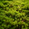 苔生す